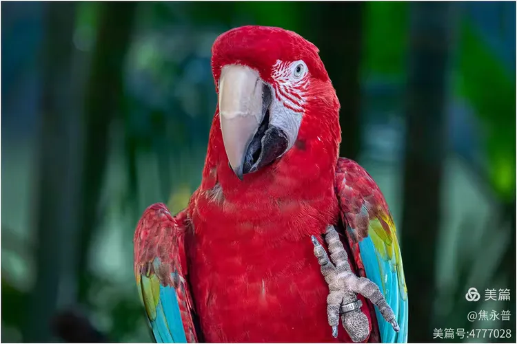 西双版纳曼婷皇家园林里的鹦鹉